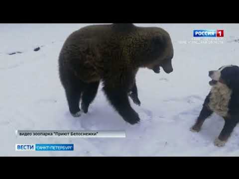 О необычной дружбе медведицы и собак