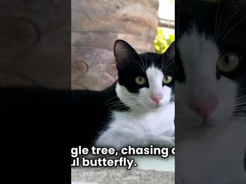 #music #cat #lifeisbutadream #funnyvideos #monkey