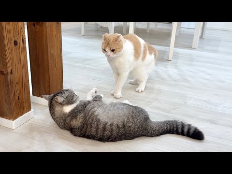 油断して弟ににゃんプロで1本取られたときの兄猫がこうなっちゃいました…