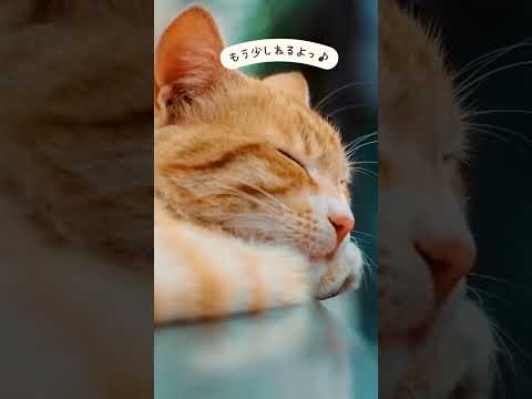 外猫　おやすみなさい #cat #さくらねこ #ネコ #kitten #cute