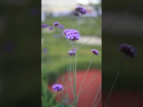 квіти #flowers #nilenasans #україна #квіти тебе чекав