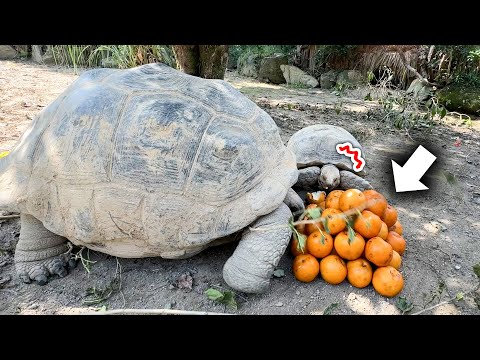 梨をピラミッドにしてあげてみたら、カメが勢いよく突っ込んできたww