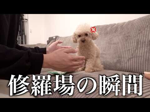 甘えん坊トイプードルに内緒でサモエドカフェに行ったらこうなります…