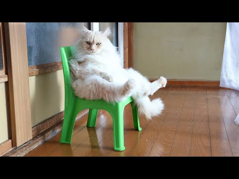 猫の動画サムネイル - 椅子にお座りもふもふ　250608