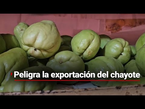 ¡Por los fuertes climas! | Agricultores de #Veracruz han perdido el 50% de la cosecha de chayote