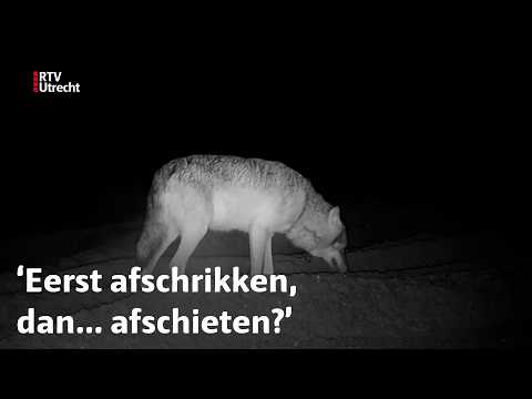 Schapenherder ziet hoe wolf schaap grijpt | RTV Utrecht