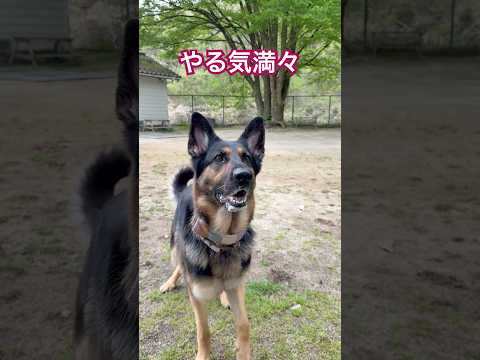 【やる気満々シェパード】 #ジャーマンシェパード #大型犬のいる生活 #germanshepheard #gsd