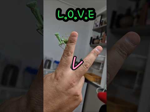 사마귀 LOVE 챌린지 #제발돼라 #사마귀 #사마귀키우기 #챌린지 #challenge #love #mantis #insects