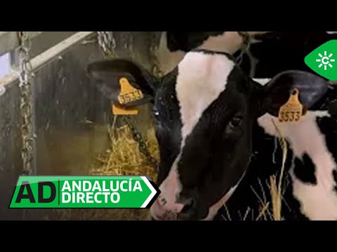 Andalucía Directo | Se busca a la vaca más guapa de los Pedroches