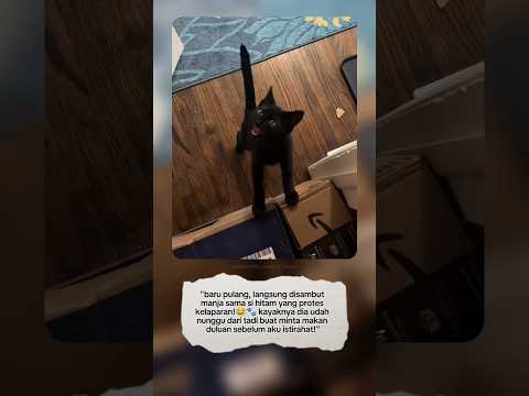 "baru buka pintu, langsung dimarahi kucing sendiri😭🐱"