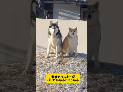 柴犬とハスキーがパリピになるとこうなりました… #柴犬 #シベリアンハスキー# #shortvideo #shorts