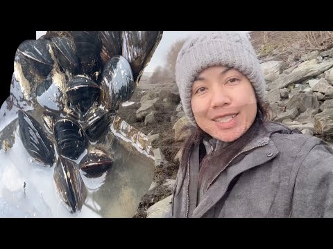 ลงทะเลเก็บหอยแมลงภู่หอยจูบทะเล