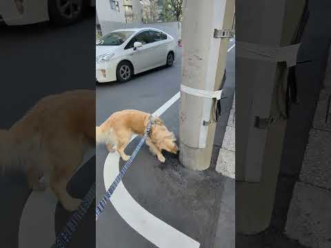 犬の動画サムネイル - お兄ちゃんとバイバイの時はあからさまに寂しい顔をするけど・・・ #ゴールデンレトリバー子犬 #大型犬のいる生活