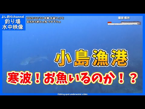 【寒波の海中】真冬並の寒さ...お魚はいるのか！？ 大阪の釣り場  小島漁港  2025年2月 冬の水中映像  No.412