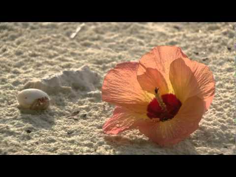 Chris Rea Thinking Of You