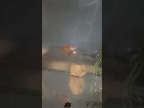 Happy Summer Solstice Day!  New Albino Red Silvera 4278 ----- Happy Summer Solstice Day!  New Albino Red Silverado Guppy!!
Don't forget to subscribe, l