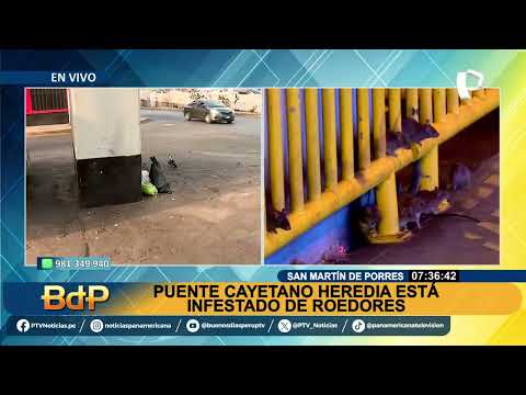 Ratas en SMP: denuncian plaga de roedores en puente Cayetano Heredia