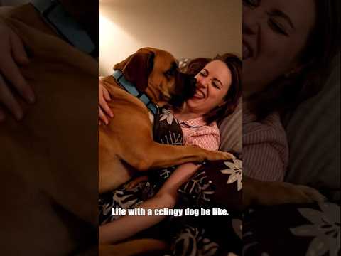 Morning Yoga with My Giant Great Dane 🌞 #goldenretriever #goldenretreiver #puppy