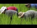The Wheat Culture vs The Rice Culture