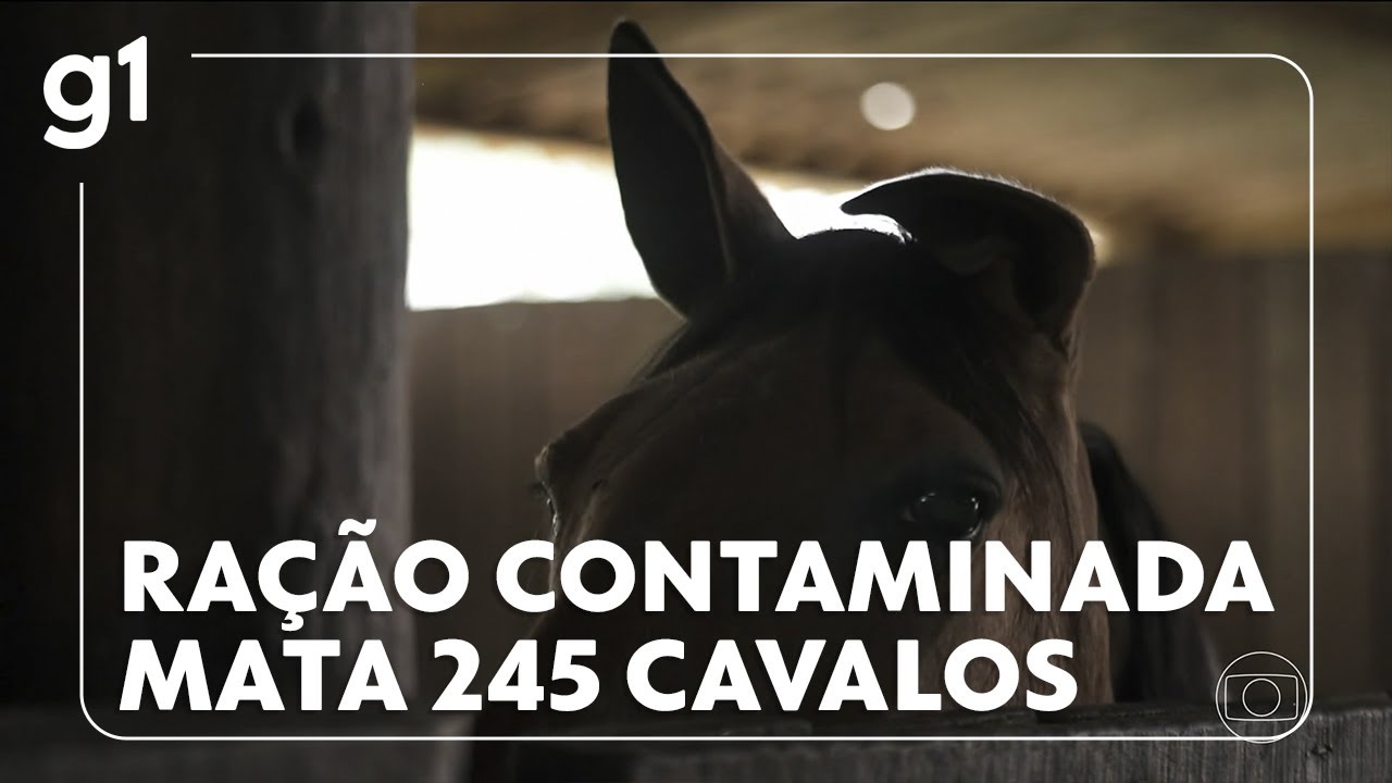 Bom Dia Brasil Ministério da Agricultura e Pecuária registra morte de cavalos por ração contaminada