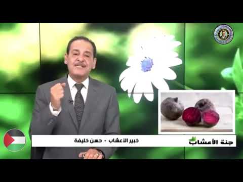 اكتشف قوة الشمندر في رفع طاقتك في رمضان مــع خـبـيـر الأعشاب حسن خليفه