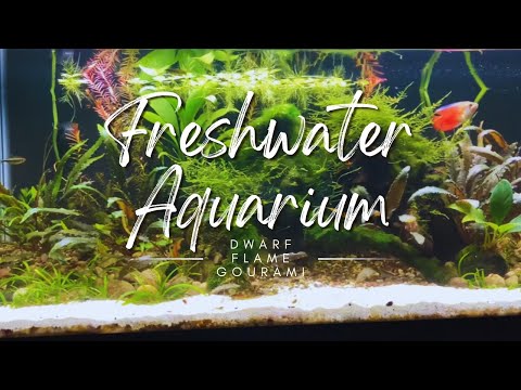 Relaxing Aquarium Footage_ 20-Gallon Freshwater Ta Welcome to this peaceful and calming aquarium video! Take a moment to relax and unwind as we take yo