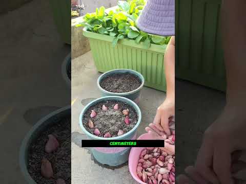 Plant Red Onions This Season 🧅🌱 A Simple Bulb-Growing Method||#OnionGrowing #GardeningUSA #plants