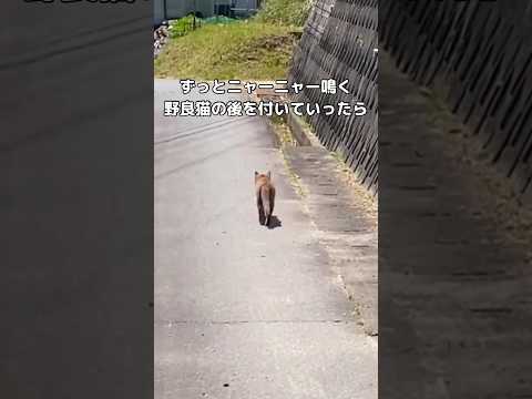 野良猫の母猫が鳴きながらこちらを見つめる感動の保護猫動画 サムネイル