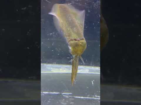 アオリイカのこのポーズ見たことがありますか？滅多に見れない姿です。まるでストレッチしているかのようにも見えますが。毎年秋限定で釣太郎みなべ店で展示飼育していますが、色々は発見があります。