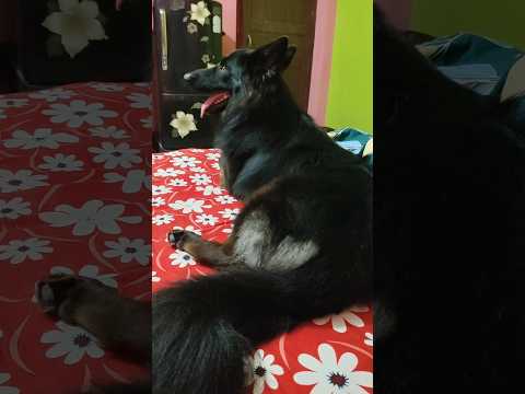shera bro😍😘🧿#shorts #shortvideo #germanshepherd #doglove #doglife #chhathpuja #chhath #pets #viral