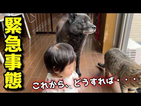 【事件発生】誰か、教えてください・・・【甲斐犬一休と猫のしずく】