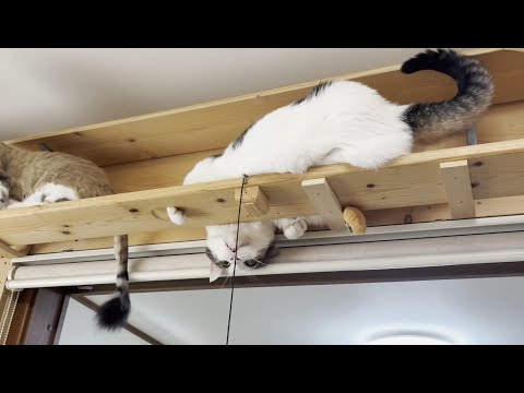 豆大福のキャットタワーアクション：危なっかしい瞬間と安全ポイント サムネイル