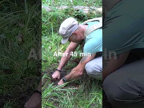 Collecting Groundwater Link to the whole Video in the description box #survival #bushcraft #camping