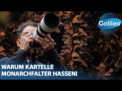 Zwischen Naturspektakel & kriminellen Kartellen: Der Monarchfalter-Fotograf