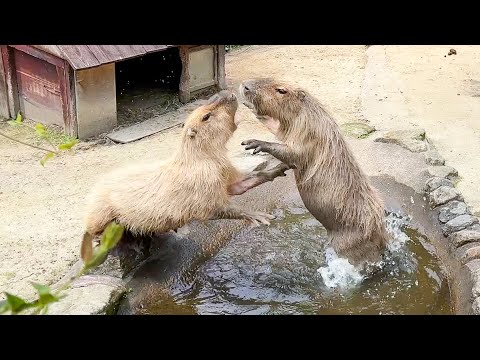 ヤングコーンをあげている途中に、カピバラ繁殖の大変な一面が撮影できました