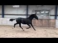 Paard Zwarte hengst v. Fürst Dior