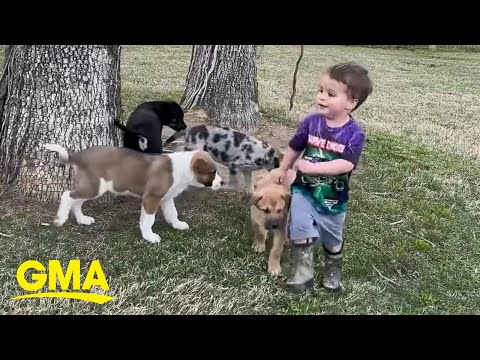 Watch this toddler have the best time playing with 5 foster puppies