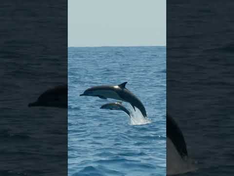 Baby dolphin sighting!! #BabyAnimals #Shorts