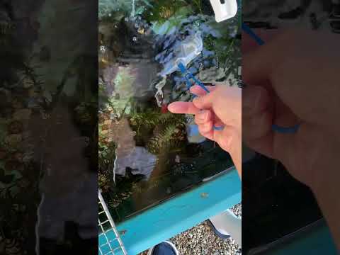 ２０２５．１０　庭の生き物たち＃魚＃ザリガニ＃カニ＃少年＃近所の川＃庭＃メダカ＃ヤゴ＃とんぼ＃DIY＃水槽＃衣装ケース水槽＃川の生き物＃どんこ