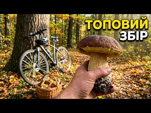 Ці гриби їсти можна?. Чудовий топовий релакс в осінньому лісі...