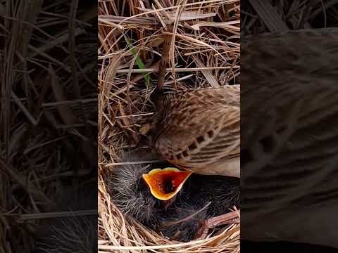 Pipit Bird’s Little Family in the Nest | Beautiful Nature Moment (p 2) #shorts