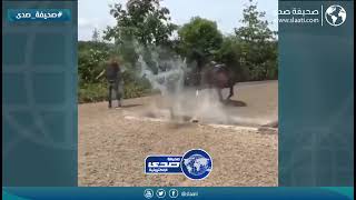 خيل ينتقم من فتاة