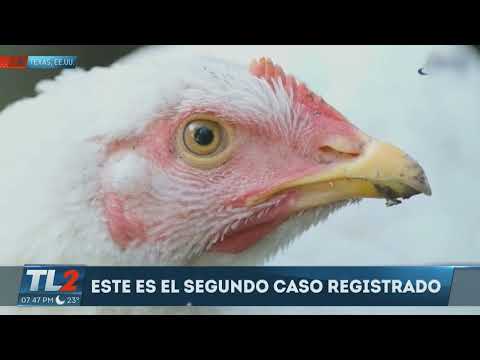 Gripe aviar en vacas Texas