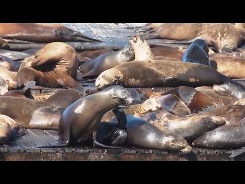 Record number of sea lions have crashed on San Francisco's Pier 39, the most counted there in 15 yea