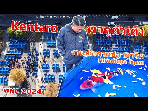 ไปญี่ปุ่นอีกครั้งดูปลาคาร์พ4