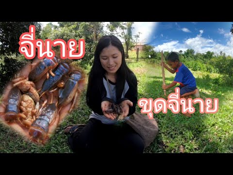 วิถีชีวิตคนดอย-หาขุดจี่นายข้าง วิถีชีวิตคนดอย-หาขุดจี่นายข้าง