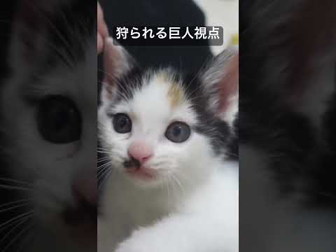 子猫に狩られる人間   #cat #kitten #猫 #子猫 #ねこ #こねこ #かわいい動物  #cute  #猫のいる暮らし #animal #保護猫 #shorts