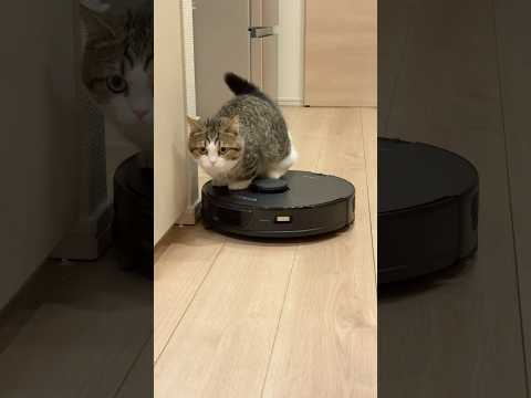 お掃除ロボットを乗りこなす子猫