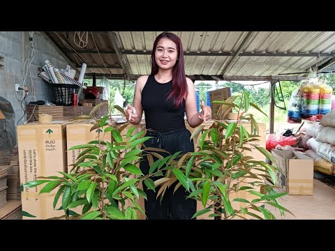 ร้านเกษตรยุคใหม่บริการส่งต้นไม