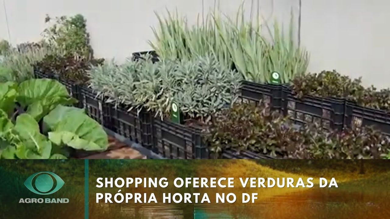 Shopping oferece verduras da própria horta no DF